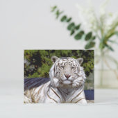 White Tiger 9ポストカード ポストカード (スタンド正面)