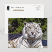 White Tiger 9ポストカード ポストカード (正面/裏面)
