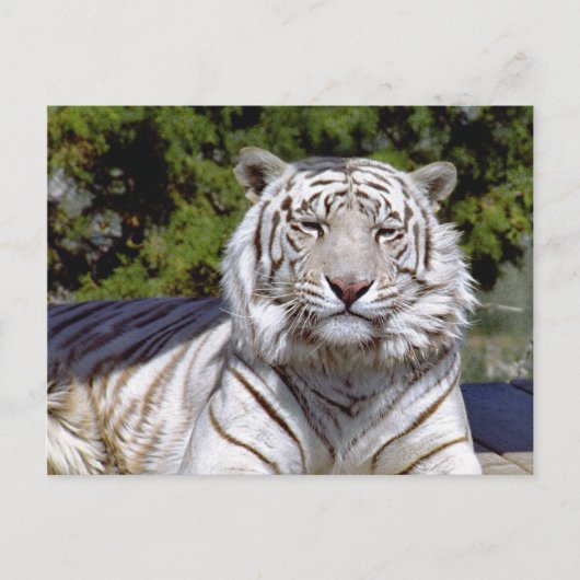 White Tiger 9ポストカード ポストカード (正面)