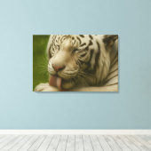 White Tiger in Private Grooming Ritual キャンバスプリント (インサイチュ (ウッドフロア))