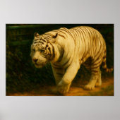 White Tiger Majesty – Stylized Wildlife Art Print ポスター (正面)