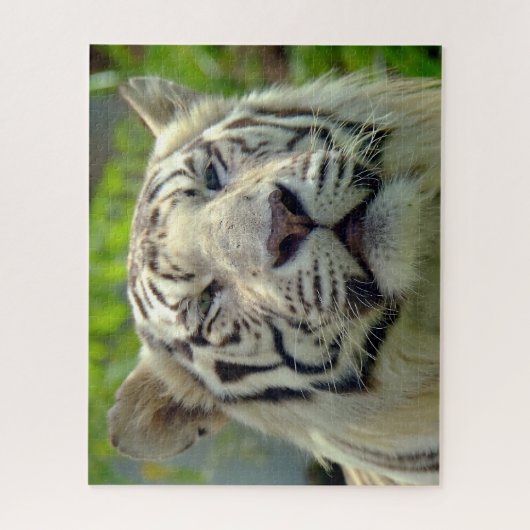 White Tiger Up Close #2 ジグソーパズル (縦)