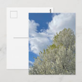 White Tree Blue Sky Clouds Photo ポストカード (正面/裏面)
