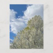 White Tree Blue Sky Clouds Photo ポストカード (正面)