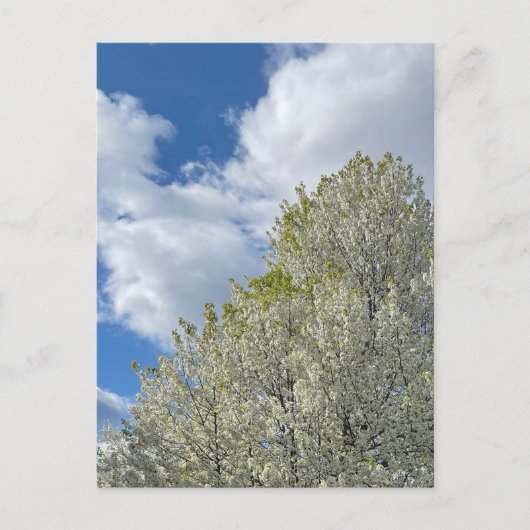 White Tree Blue Sky Clouds Photo ポストカード (正面)