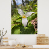 White Trillium Forest Flower Macro ポスター (キッチン)