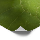 White Trillium Forest Flower Macro ポスター (角)