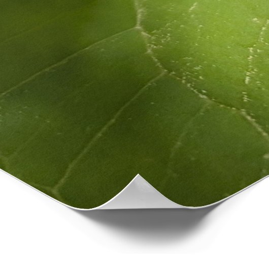 White Trillium Forest Flower Macro ポスター (角)