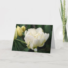 White Tulips Greeting Card 案内状