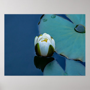 White water lily in the pond, nature photography ポスター