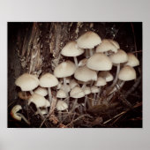 White Wild Mushroom Cluster  ポスター (正面)