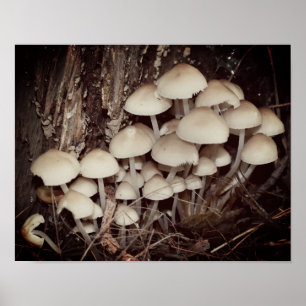 White Wild Mushroom Cluster ポスター