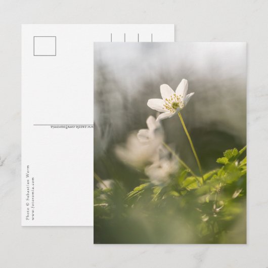 White Windflowerの自然写真 ポストカード (正面/裏面)