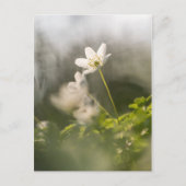 White Windflowerの自然写真 ポストカード (正面)
