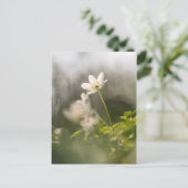 White Windflowerの自然写真 ポストカード (スタンド正面)