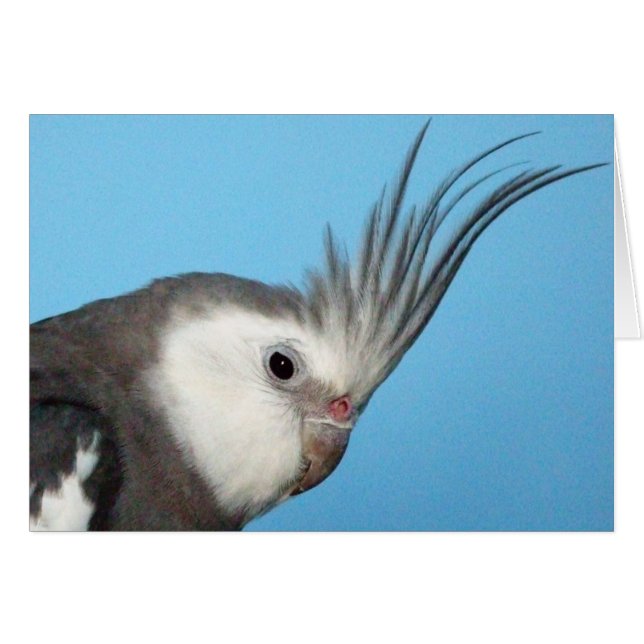WhitefaceのオスのCockatiel (正面横)