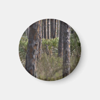 Whitetail Buck photo magnet マグネット