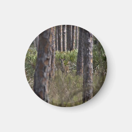 Whitetail Buck photo magnet マグネット (正面)