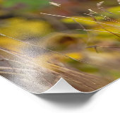 whitetail deer フォトプリント            (角)