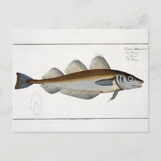 Whiting (Gadus Merlangus)プレートLXV from 'Ichtyol ポストカード (正面)