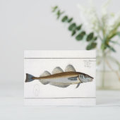 Whiting (Gadus Merlangus)プレートLXV from 'Ichtyol ポストカード (スタンド正面)