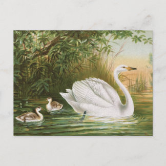 "Whooper Swan"ヴィンテージバードイラストレーション ポストカード