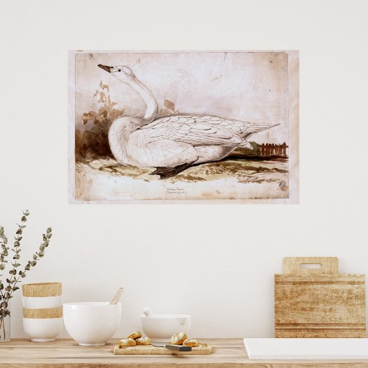 Whooper swan (cygnus cygnus) 1835, Lear, Edward ポスター (キッチン)