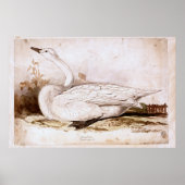 Whooper swan (cygnus cygnus) 1835, Lear, Edward ポスター (正面)
