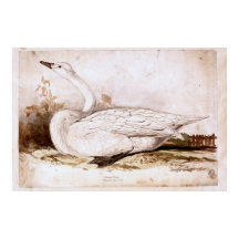 Whooper swan (cygnus cygnus) 1835, Lear, Edward