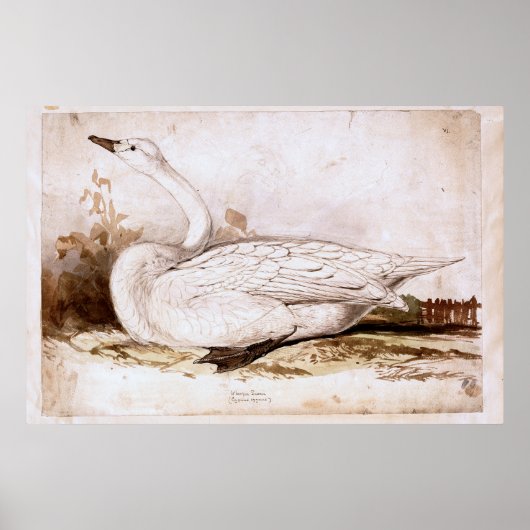 Whooper swan (cygnus cygnus) 1835, Lear, Edward ポスター (正面)