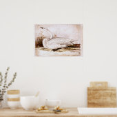 Whooper swan (cygnus cygnus) 1835, Lear, Edward ポスター (キッチン)