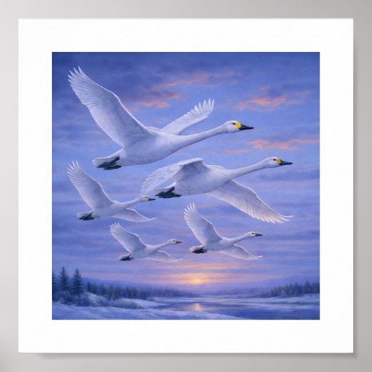 Whooper Swans in Winter Sky – Japanese Wild Bird ポスター (正面)