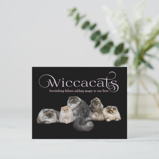 WiccaCats LARGE名刺 ポストカード (スタンド正面)