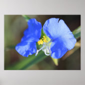 Widows Tearsポスター ポスター (正面)