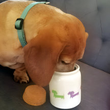 Wiener Dog Dachshand Treat Jar Personalize