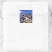 WilcoxパスのカールRungiusビッグホーン羊 スクエアシール (バッグ)