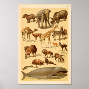 Wild Animal Collection Elephant Giraffe Art Print ポスター
