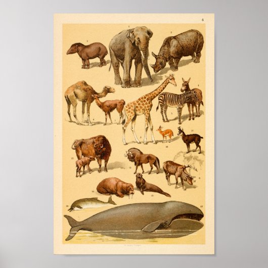 Wild Animal Collection Elephant Giraffe Art Print ポスター (正面)
