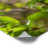 Wild Azalea Bush at Smoky Mountains ポスター (角)