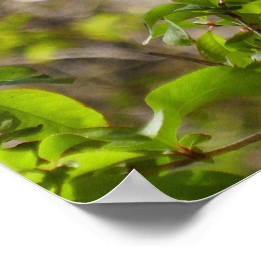 Wild Azalea Bush at Smoky Mountains ポスター (角)