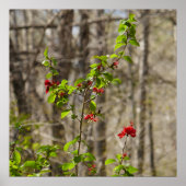 Wild Azalea Bush at Smoky Mountains ポスター (正面)