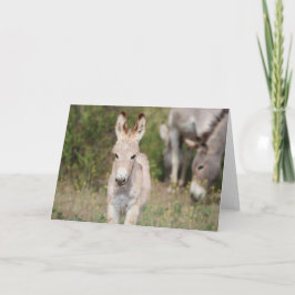 Wild Burros Greeting カード