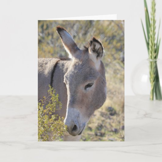 Wild Burros Greeting カード (正面)