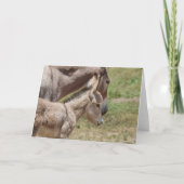 Wild Burros Greeting カード (正面)