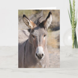 Wild Burros of California カード