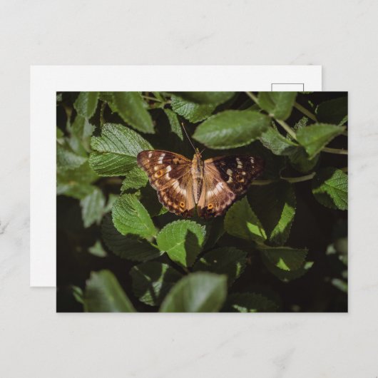 Wild Butterfly in Green Foliage ポストカード (正面/裏面)