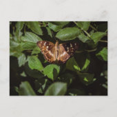 Wild Butterfly in Green Foliage ポストカード (正面)