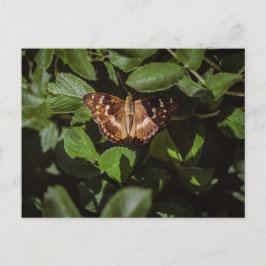 Wild Butterfly in Green Foliage ポストカード