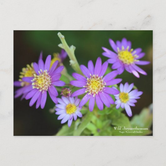 Wild chrysanthemum ポストカード (正面)