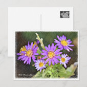 Wild Chrysanthemum ポストカード (正面/裏面)